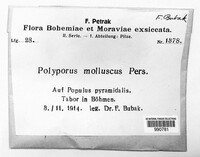 Polyporus molluscus image
